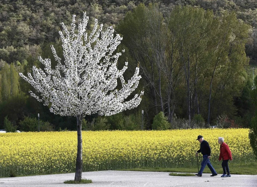 En la foto, Dos ancianos pasean junto a un campo de colza y un almendro en flor