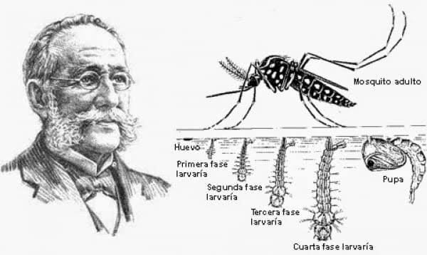 Carlos J. Finlay: Biografía del descubridor del transmisor de la fiebre amarilla 6 Carlos J. Finlay: Biografía del descubridor del transmisor de la fiebre amarilla