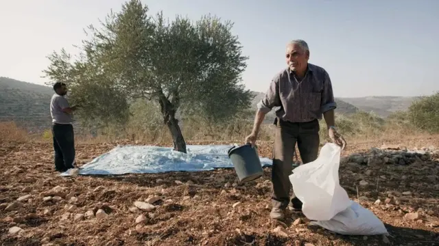 La violencia de colonos israelíes marca el inicio de la cosecha de aceituna en Cisjordania 1 En la foto, Agricultores palestinos recogen la aceituna