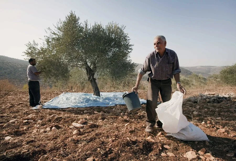 La violencia de colonos israelíes marca el inicio de la cosecha de aceituna en Cisjordania 5 En la foto, Agricultores palestinos recogen la aceituna