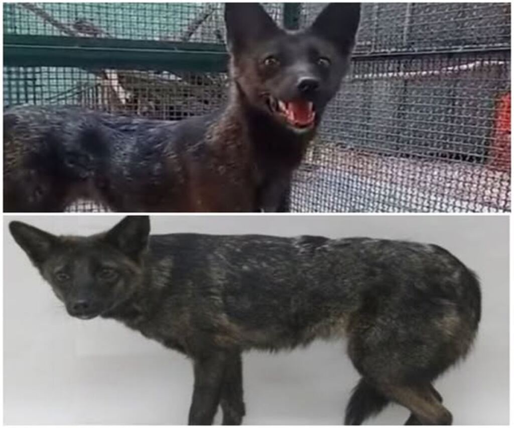 Ni perro ni zorro