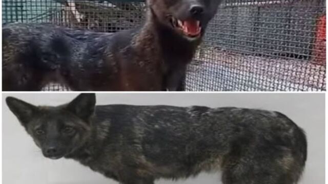 Ni perro ni zorro