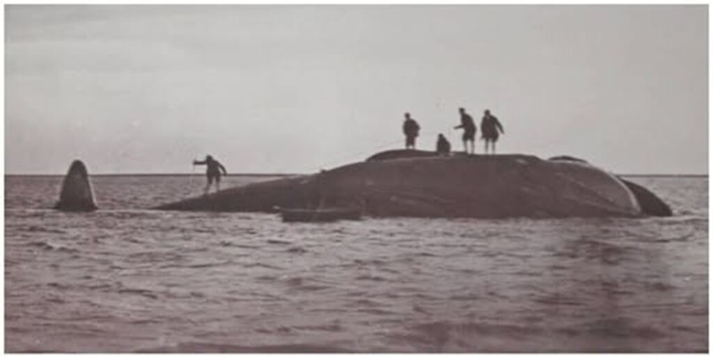 En la foto, hombres sobre Hope, la ballena azul, cuando aún estaba viva
