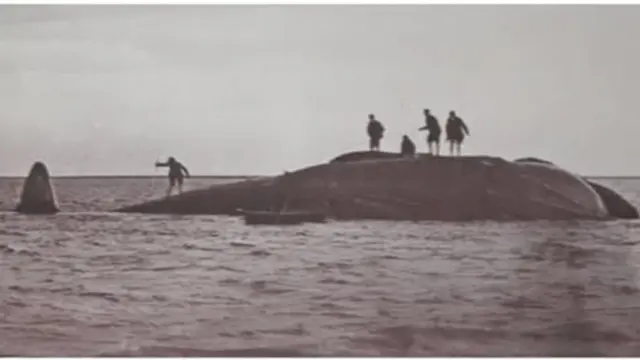 Hope, la ballena que nadie pudo salvar 1 En la foto, hombres sobre Hope, la ballena azul, cuando aún estaba viva