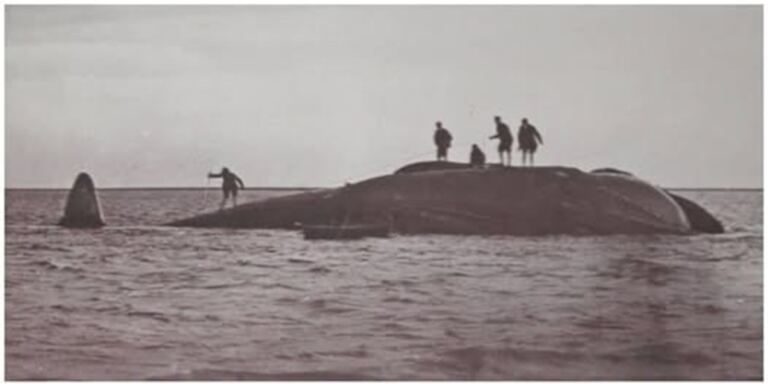En la foto, hombres sobre Hope, la ballena azul, cuando aún estaba viva
