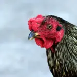 En al foto, el gallo Martín, frente al Instituto Oncológico en Santa Cruz (Bolivia)