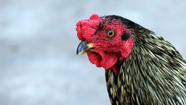 Martín, el gallo boliviano que vive en la puerta de un hospital tras la muerte de su dueño 1 En al foto, el gallo Martín, frente al Instituto Oncológico en Santa Cruz (Bolivia)