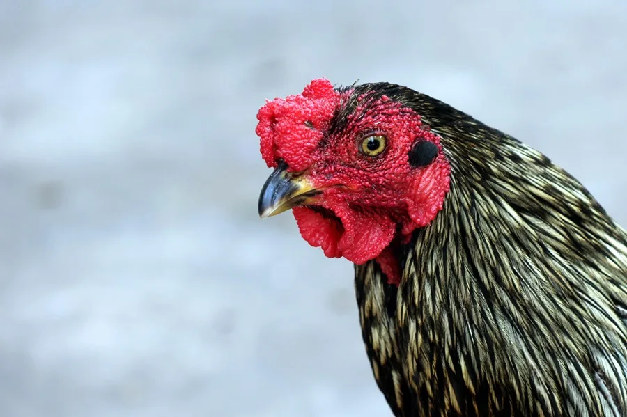 En al foto, el gallo Martín, frente al Instituto Oncológico en Santa Cruz (Bolivia)